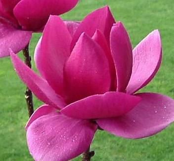 Magnolia 'Cleopatra'©