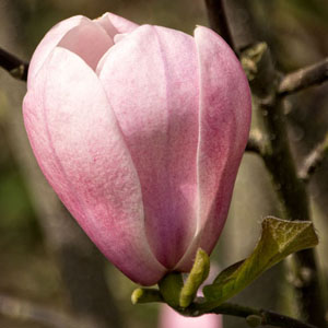 Magnolia 'Columnar Pink' 1