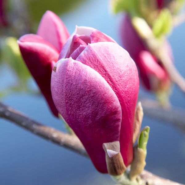 Magnolia 'Columnar Pink' 2