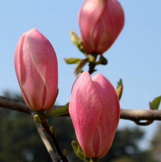 Magnolia 'Columnar Pink'