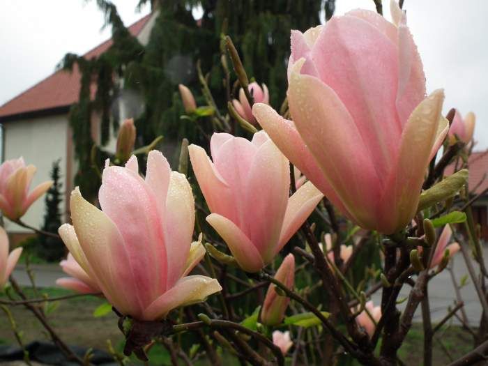 Magnolia 'Coral Lake' 1