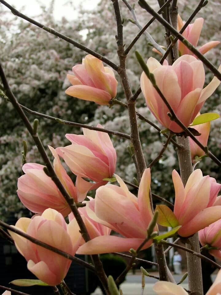Magnolia 'Coral Lake' 2