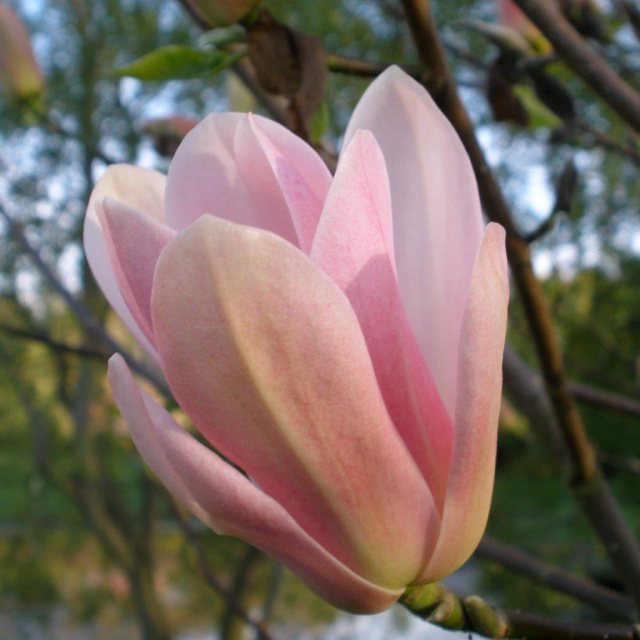 Magnolia 'Coral Lake'