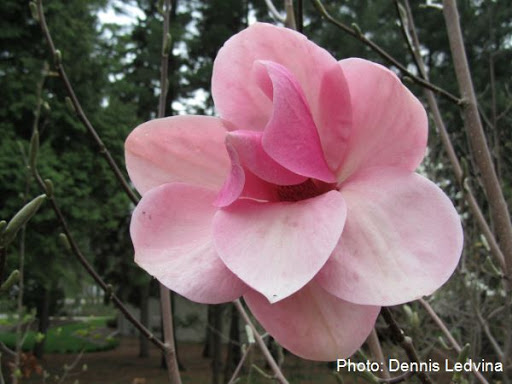 Magnolia 'Cotton Candy'