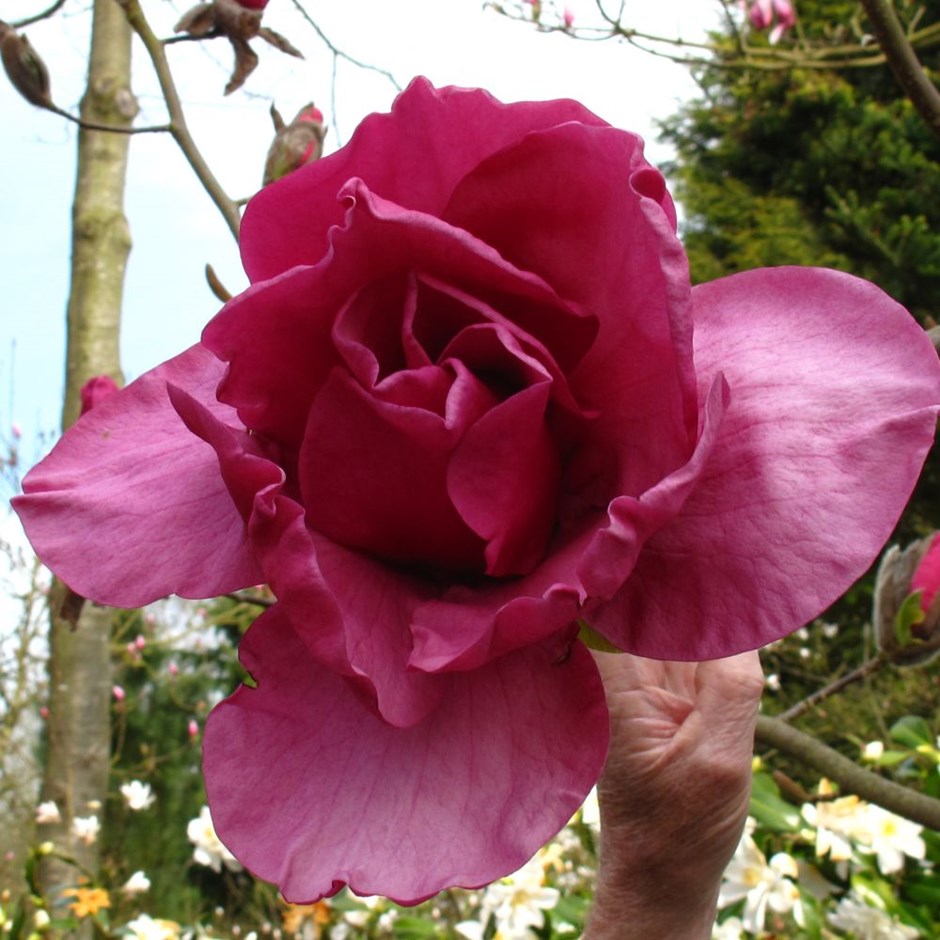 Magnolia 'Felix Jury'© 1
