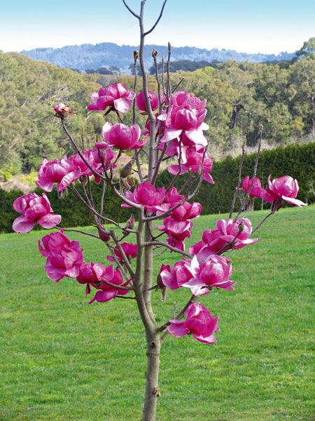Magnolia 'Felix Jury'© 2