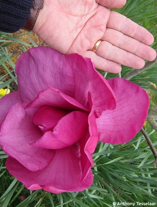 Magnolia 'Felix Jury'©