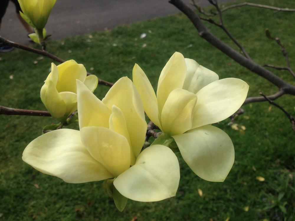Magnolia 'Golden Gift' 1