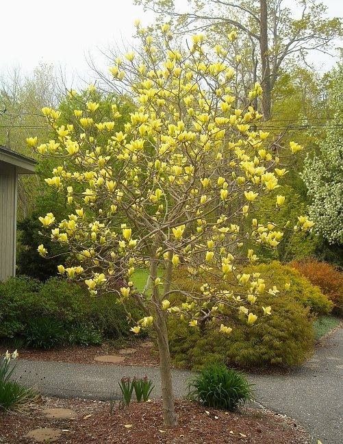 Magnolia 'Golden Gift' 3