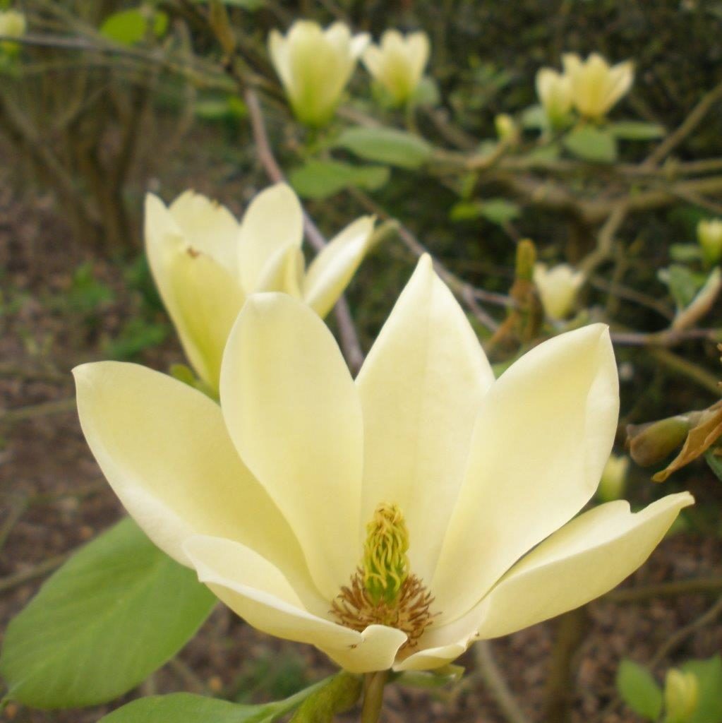 Magnolia 'Golden Gift'