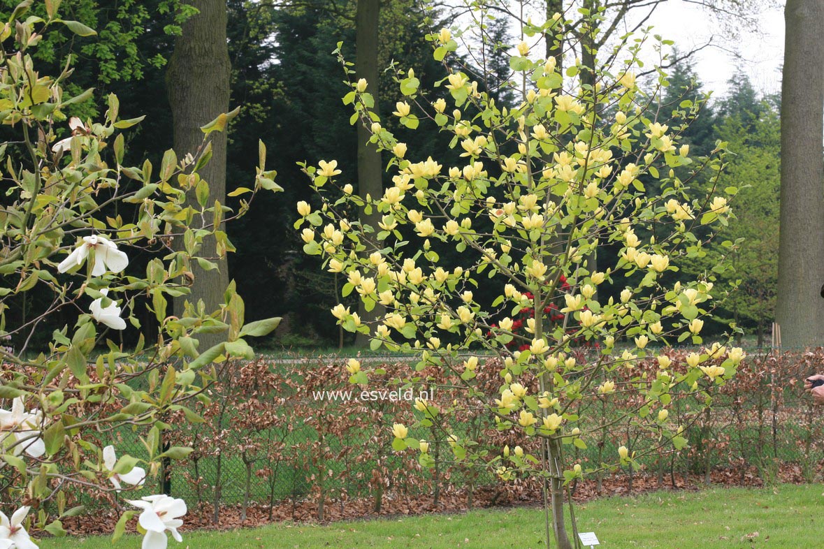 Magnolia 'Lois' 1