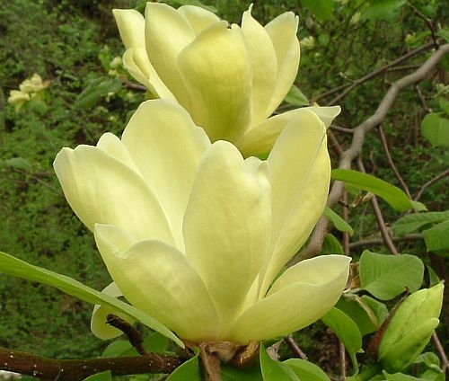 Magnolia 'Lois' 2
