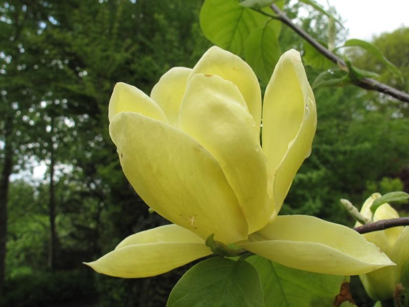 Magnolia 'Lois'
