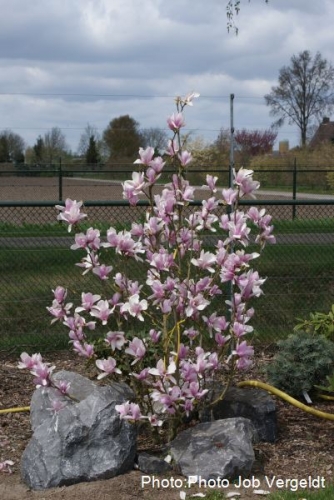 Magnolia 'Malin' 1