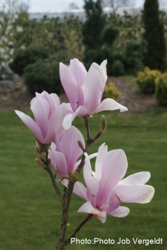 Magnolia 'Malin' 2