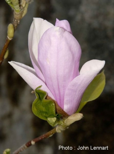 Magnolia 'Malin'