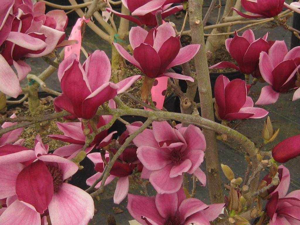 Magnolia 'March-Till-Frost' 1