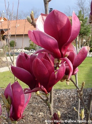 Magnolia 'March-Till-Frost'
