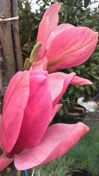 Magnolia 'Peachy' 1