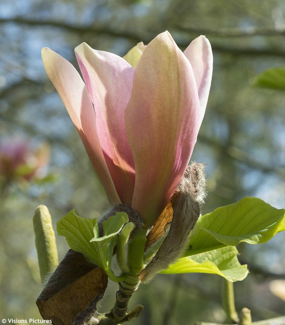 Magnolia 'Peachy' 2