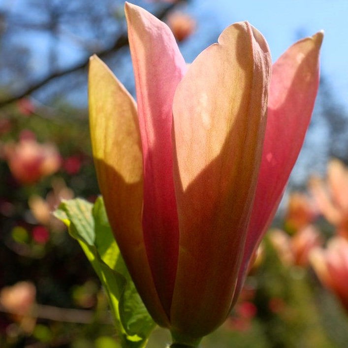 Magnolia 'Peachy'