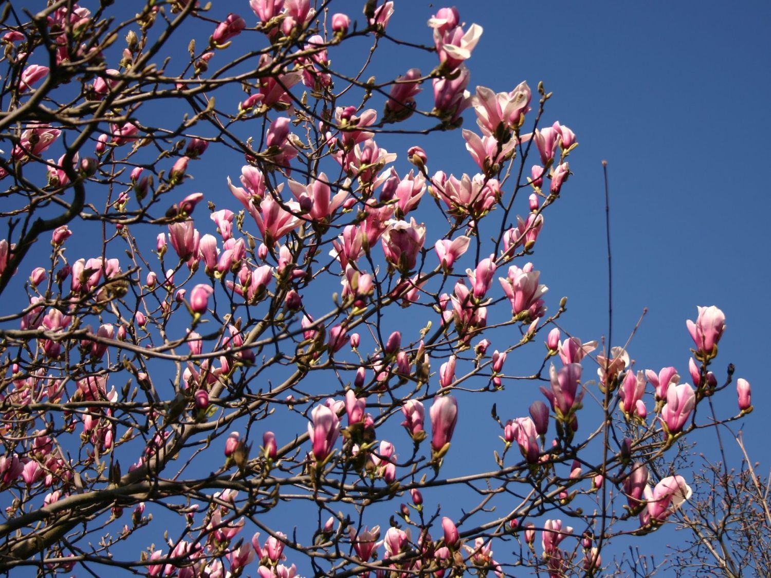 Magnolia 'Pickard's Schmetterling' 1