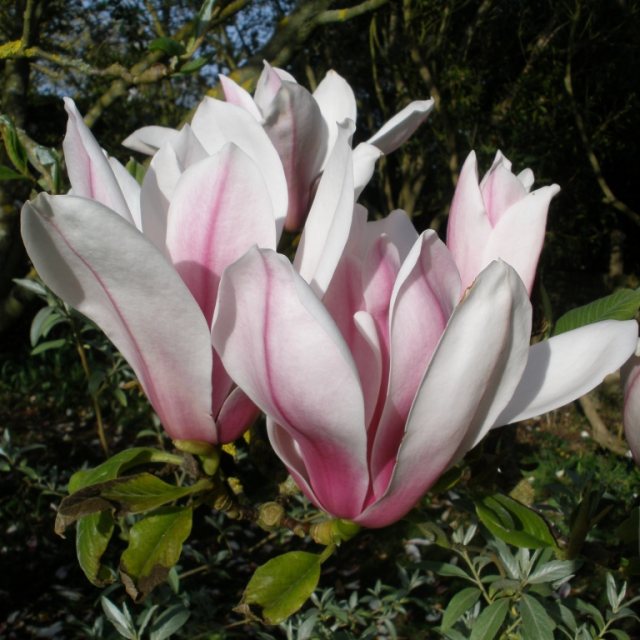 Magnolia 'Pickard's Schmetterling' 2