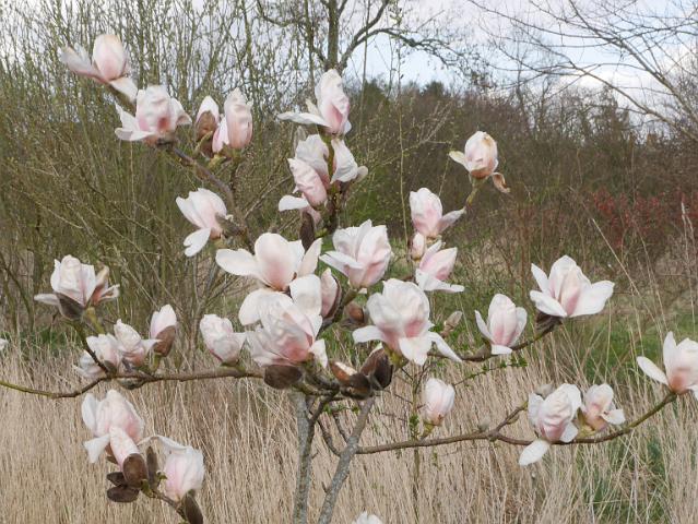 Magnolia 'Rebecca's Perfume' 1