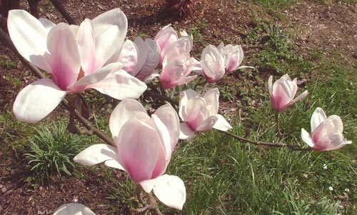 Magnolia 'Rebecca's Perfume'