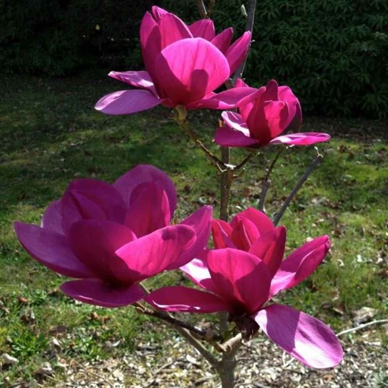 Magnolia 'Royal Purple' 1