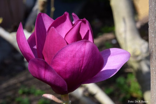 Magnolia 'Royal Purple' 2