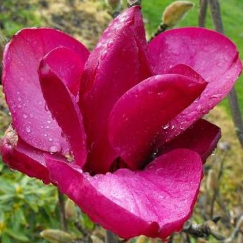 Magnolia 'Royal Purple'
