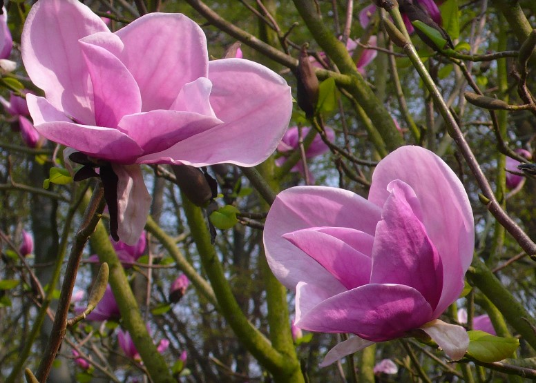Magnolia 'Sara Koe' 1