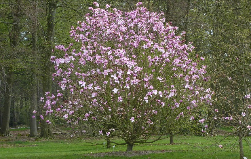 Magnolia 'Sara Koe' 2