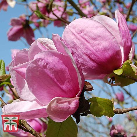 Magnolia 'Sara Koe'