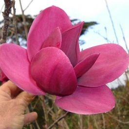 Magnolia 'Shirazz' 1