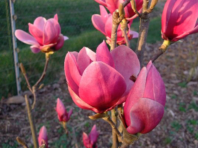 Magnolia 'Shirazz'