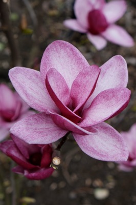 Magnolia 'Starbust' PBR 1