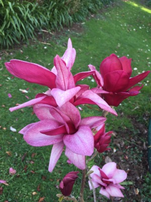 Magnolia 'Starbust' PBR 2