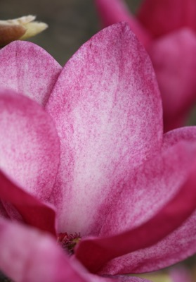 Magnolia 'Starbust' PBR 3