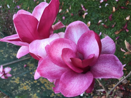 Magnolia 'Starbust' PBR