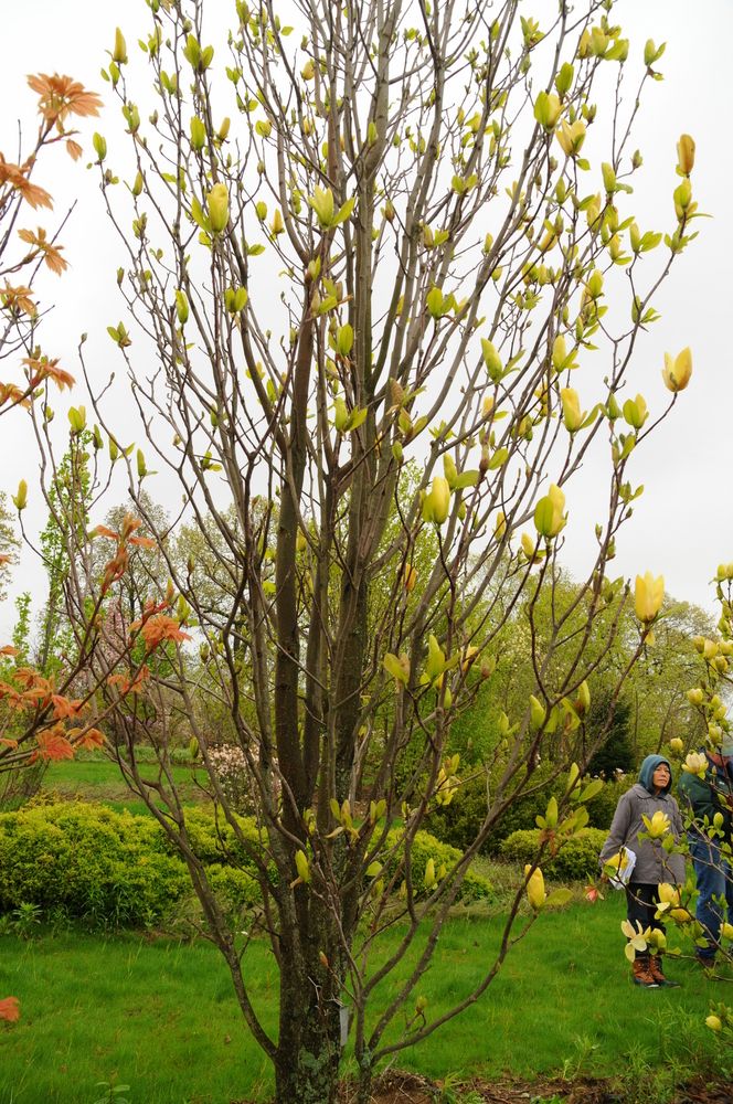 Magnolia 'Sun Spire' 1