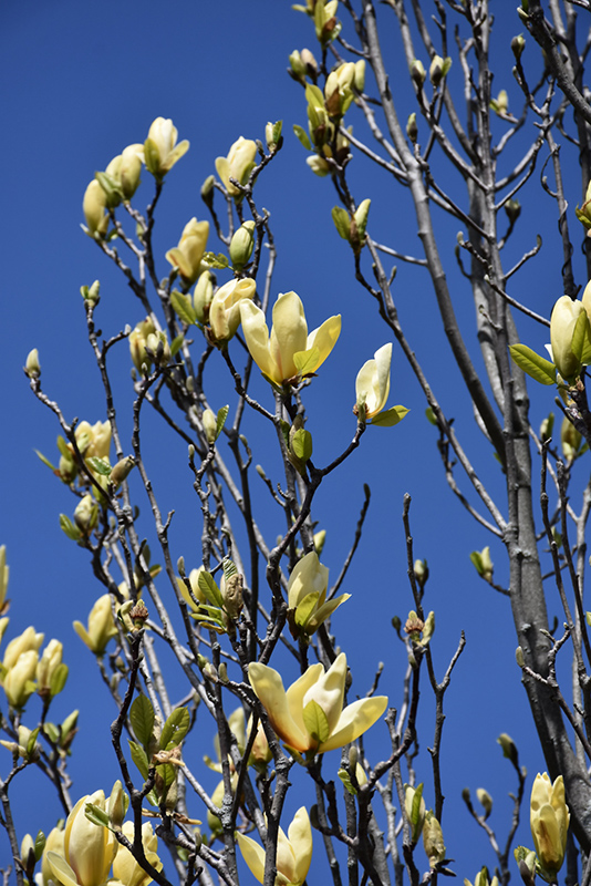 Magnolia 'Sun Spire' 2