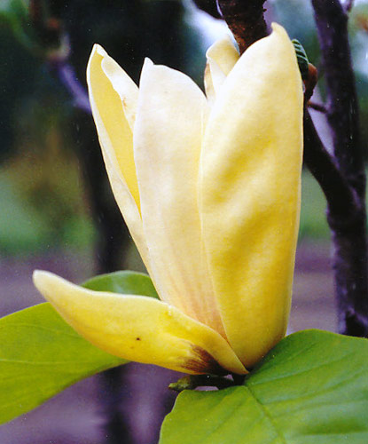 Magnolia 'Sun Spire'