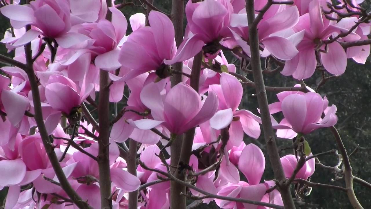 Magnolia 'Sweetheart' 1