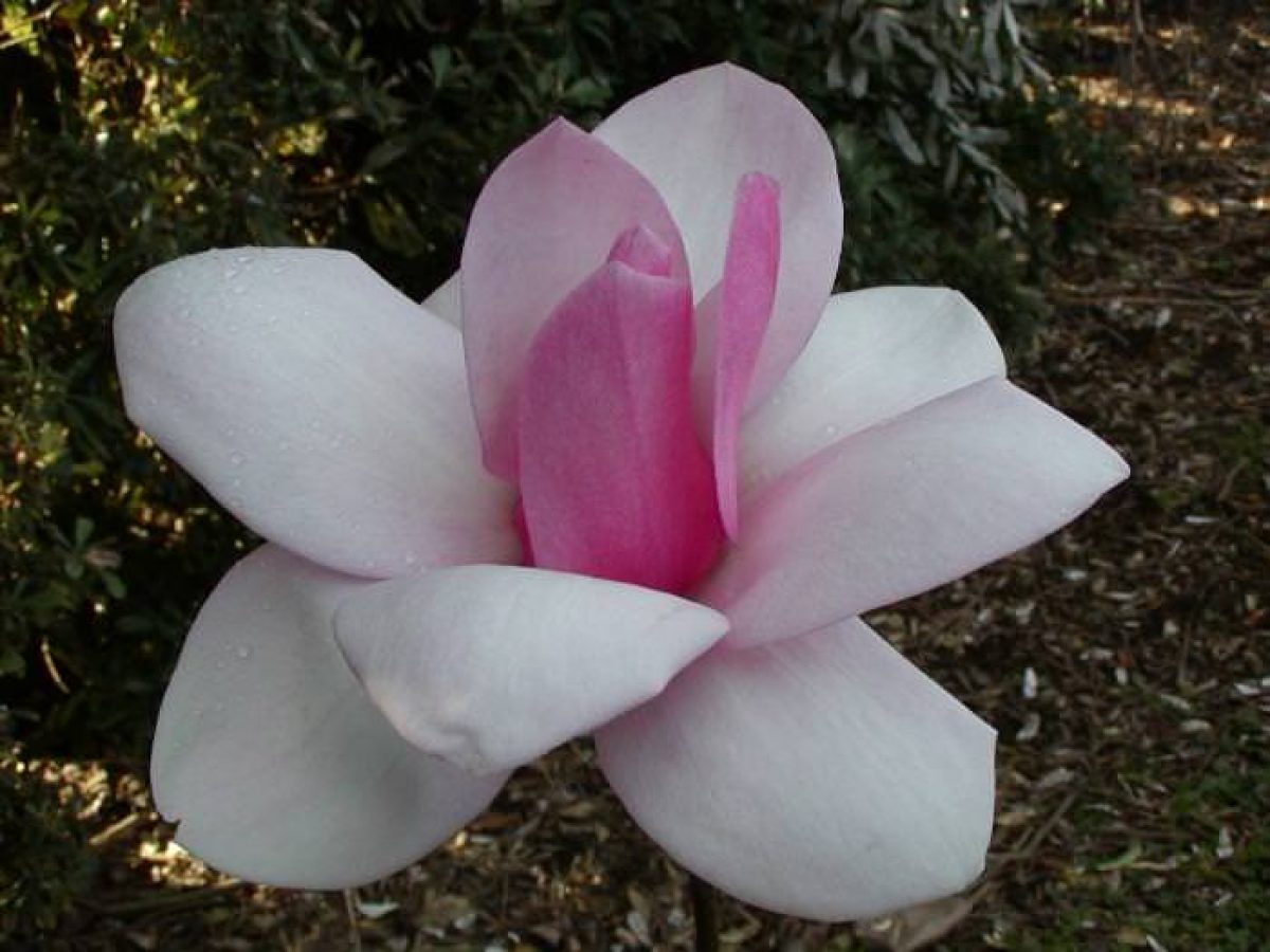 Magnolia 'Sweetheart' 2