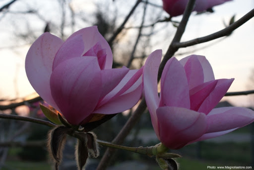 Magnolia 'Sweetheart'