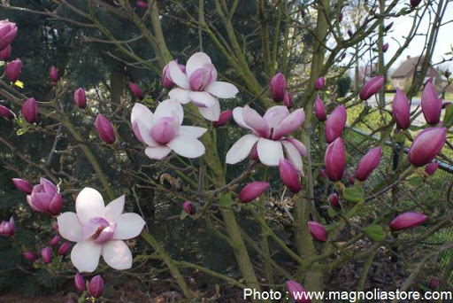Magnolia 'Tikitere' 1