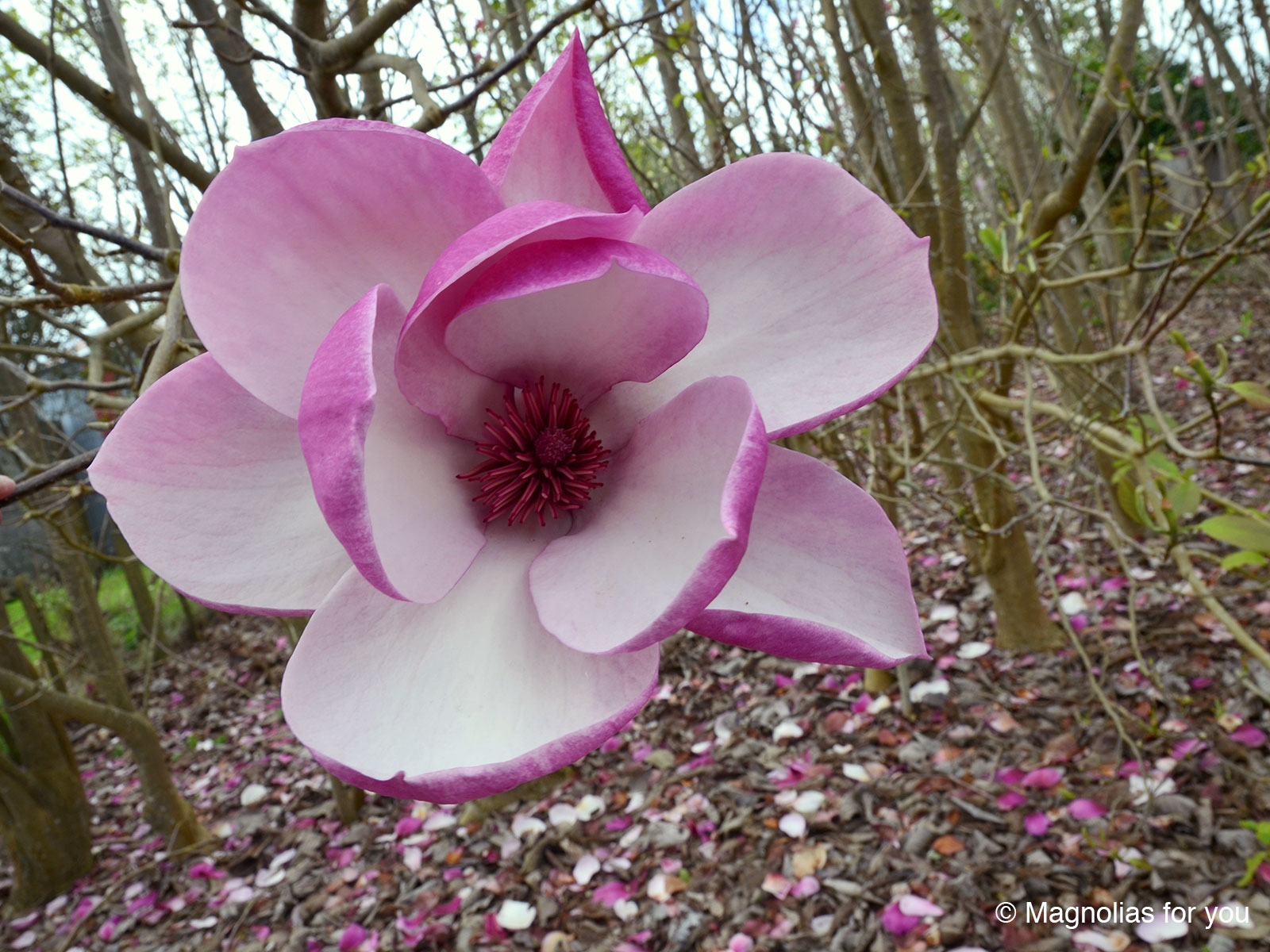 Magnolia 'Tikitere' 2