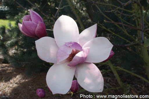 Magnolia 'Tikitere'